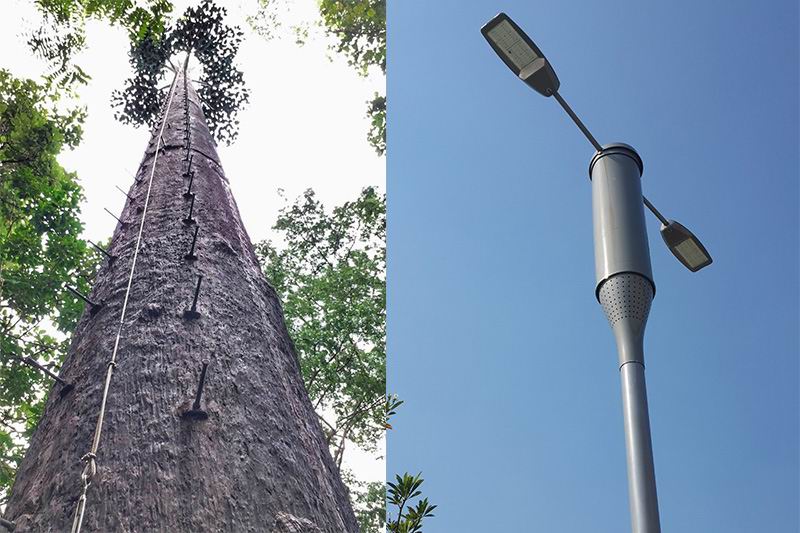 อะไรจะเกิดขึ้น เมื่อเสาสัญญาณดีแทคมาในรูปแบบต้นไม้