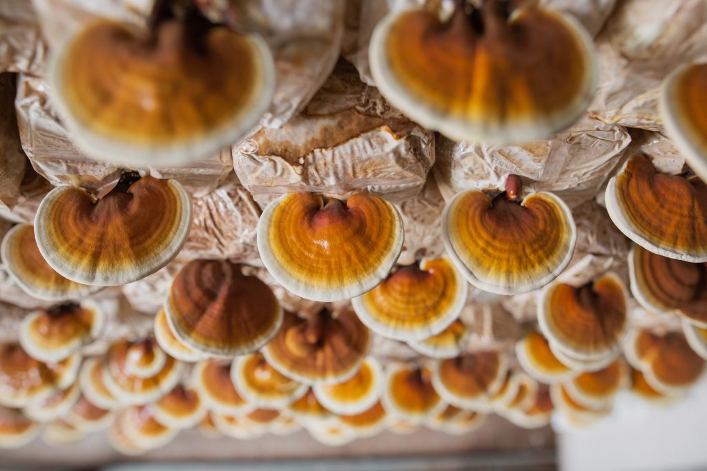 ดีแทค-มูลนิธิชัยพัฒนา-เนคเทค ร่วมมือวิจัยเพาะ “เห็ดหลินจือ” ในฤดูหนาวเลขตัวเดียวสำเร็จด้วย 5G คลื่น 700 MHz